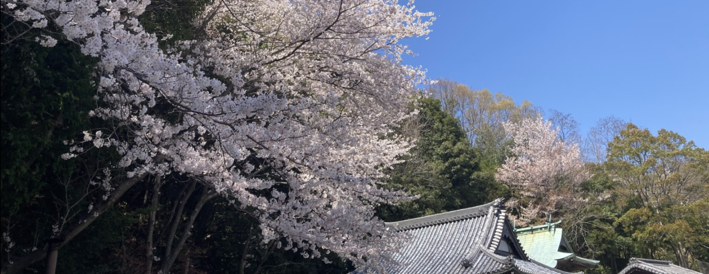 Cherry Blossom Viewing Tour around Western Japan