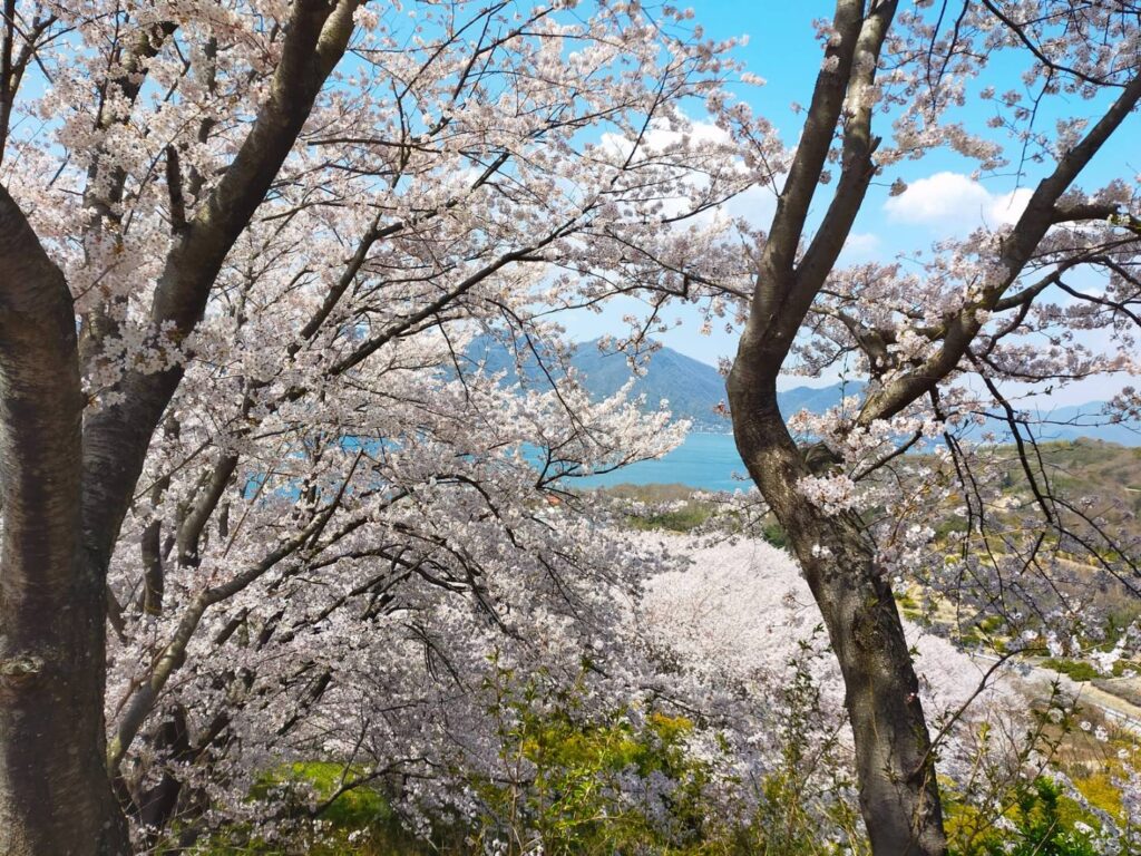 【Available for Booking】Cherry blossom viewing 2025 spring, on an island in the Seto Inland Sea, Private Tour